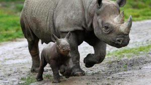 Parto animalizado: e se o melhor fosse “animalizar”o parto?