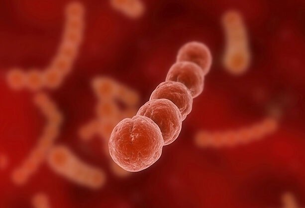 O Streptococcus B é uma bactéria da flora da gestante.