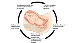 reflexo-de-ejecao-fetal-instituto-villamil-4