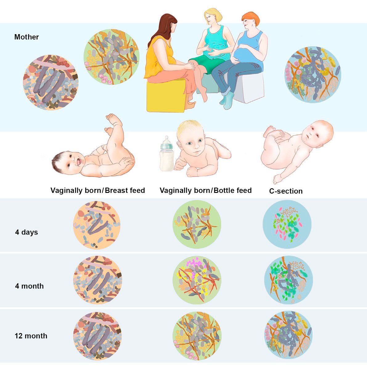 institutovillamil-microbiomaaleitamentomaterno