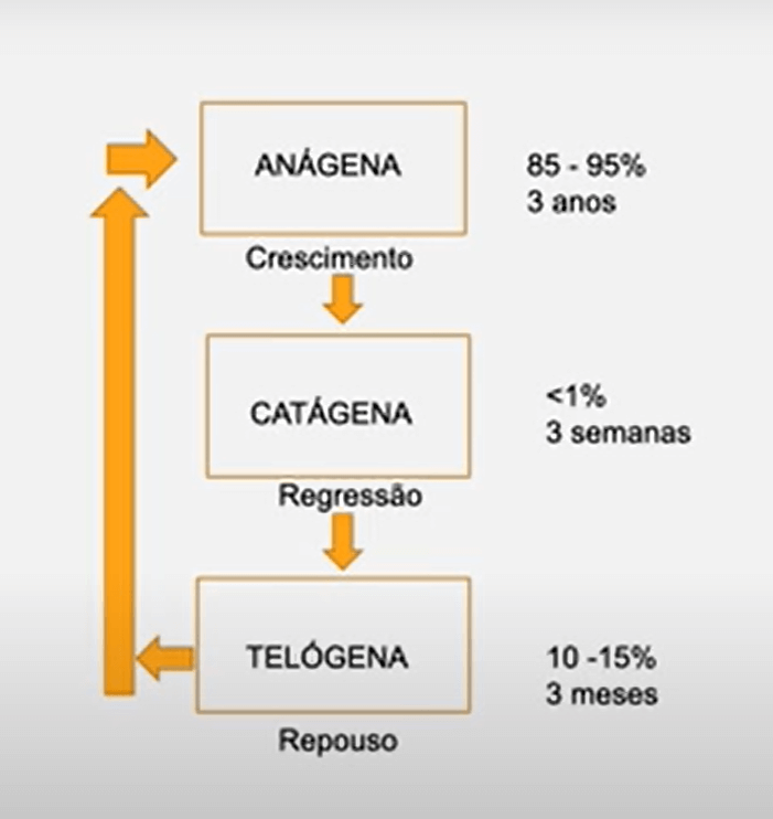 O ciclo normal de vida dos fios de cabelo se divide em 3 fases: fase anágena, fase catágena e fase telógena.