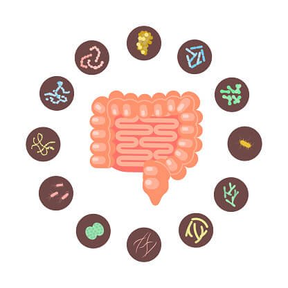 microbiota intestinal