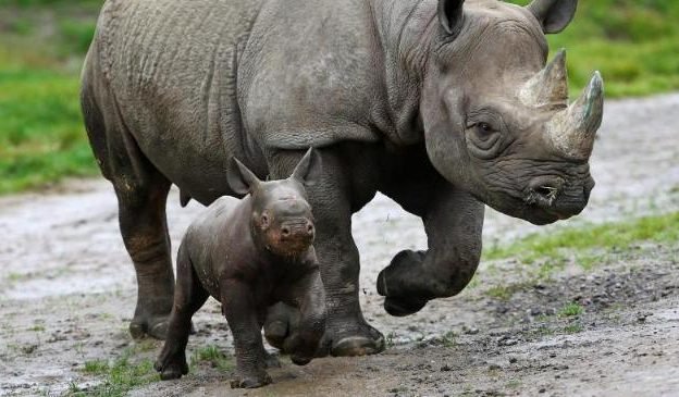 Parto animalizado: e se o melhor fosse “animalizar”o parto?